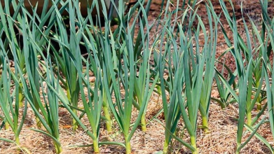 вирощування часнику, підживлення часнику