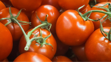 Найкращі сорти ранніх помідорів: отримаєте величезний врожай солодких і м'ясистих томатів