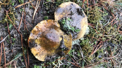 Природа дивує аномаліями: на Волині напередодні Нового року знайшли гриби