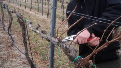 Виноград потребує раннього догляду навесні: поради для щедрого врожаю