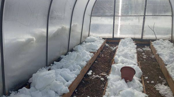 Сніг у теплиці взимку: простий прийом для підвищення врожайності