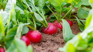 Посадіть цей сорт — і редис вродить за 3 тижні