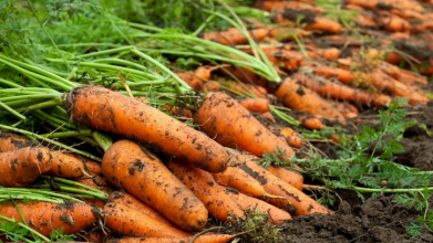 посів моркви, вирощування моркви