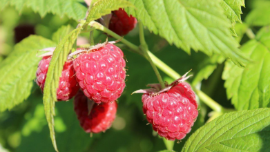 Як прискорити ріст малини за допомогою кавової гущі