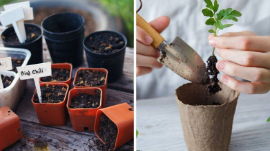 Рятує від «чорної ніжки» та загнивання: навіщо досвідчені городники підсипають пісок до розсади