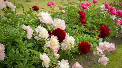 Догляд за півоніями навесні: що зробити зараз для пишного цвітіння