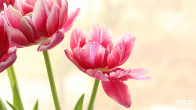 Тепло вдень та морози вночі: чим здивує погода в останній день зими та перший день весни на Волині?