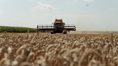 На Волині пенсіонер посіяв пшеницю біля сільського озера: як його покарав суд