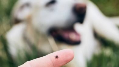 Чому кліщі опиняються у ліжку: ветеринар з Волині пояснив небезпеку після прогулянок із тваринами