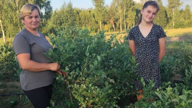 Родина з Волині восьмий рік вирощує лохину і заробляє вдома: ягідний бізнес замість закордонних заробітків