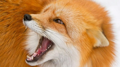 У селі на Волині запровадили карантин через лисицю зі сказом