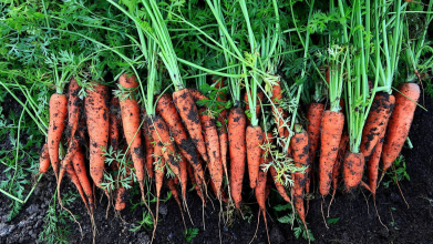 посів моркви