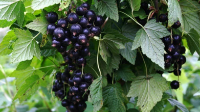 Чим найкраще підгодувати смородину навесні