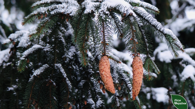 На Волині проводять масштабний збір шишок, що з ними роблять після заготівлі