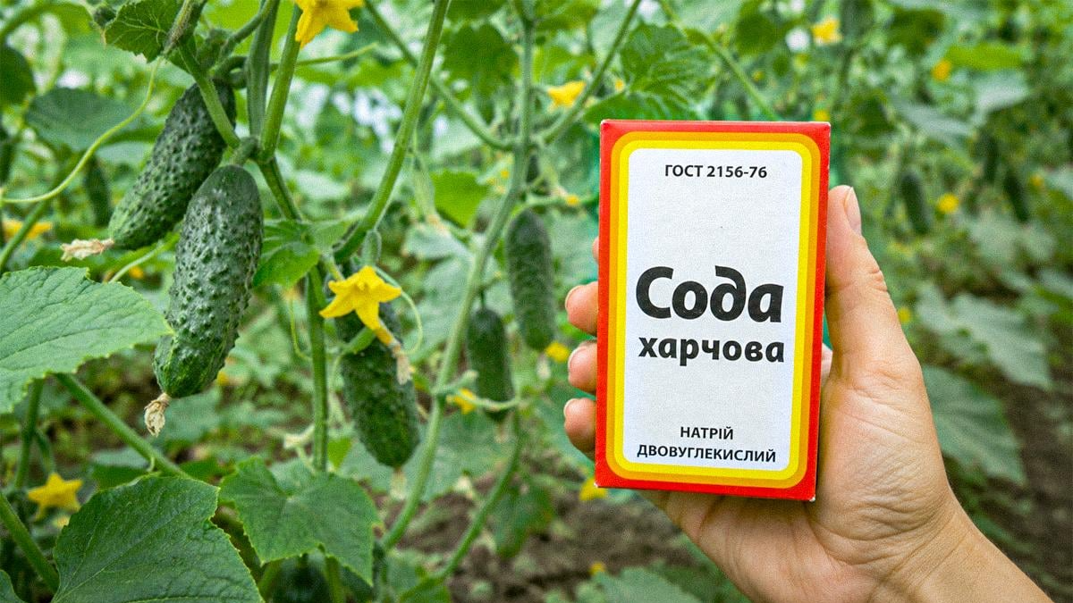 Сода для огірків у серпні: від яких хвороб захищає та як правильно обробити