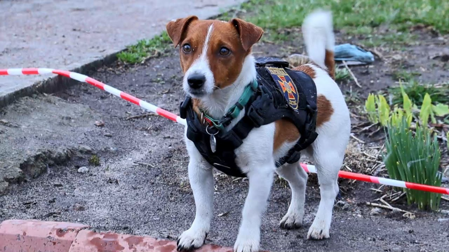 «Пальмовий пес»: рятувальник Патрон став кінозіркою і отримав премію у Каннах