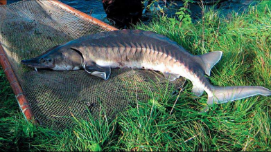 рибалка, чоловік впіймав осетра