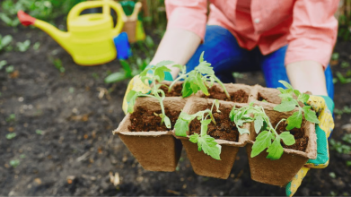 Тільки у ці дні березня 2026 треба висівати помідори на розсаду: місячний календар