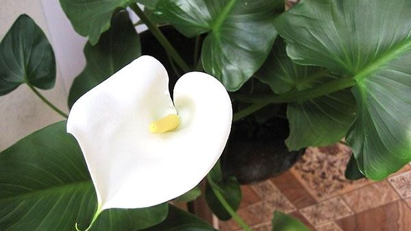 Чому у кімнатних калах росте лише листя, але немає квітів: як підживити вазон, щоб з’явилося багато бутонів