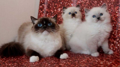 Скільки коштує породисте кошеня у Луцьку?