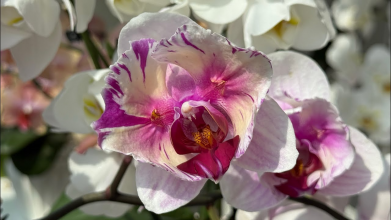 Як підгодувати орхідею часниковим добривом