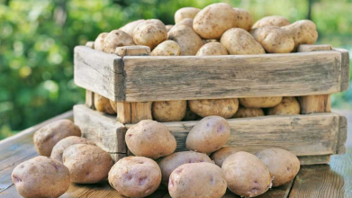 Посадиш до кінця квітня — їстимеш уже в червні: найкращі сорти ранньої картоплі