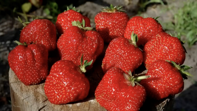 Плодоносить до осені: названо один із найкращих сортів полуниці