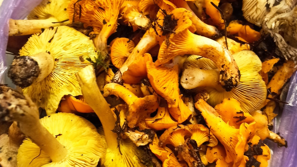 На Волині в грудні знайшли лисички: місцева жителька здивувала грибним уловом