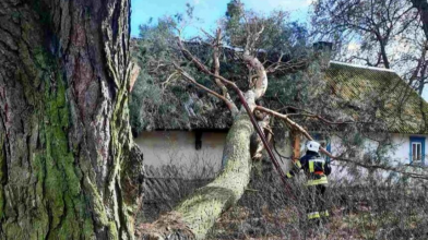 дерево впало на хату у Рівненські області
