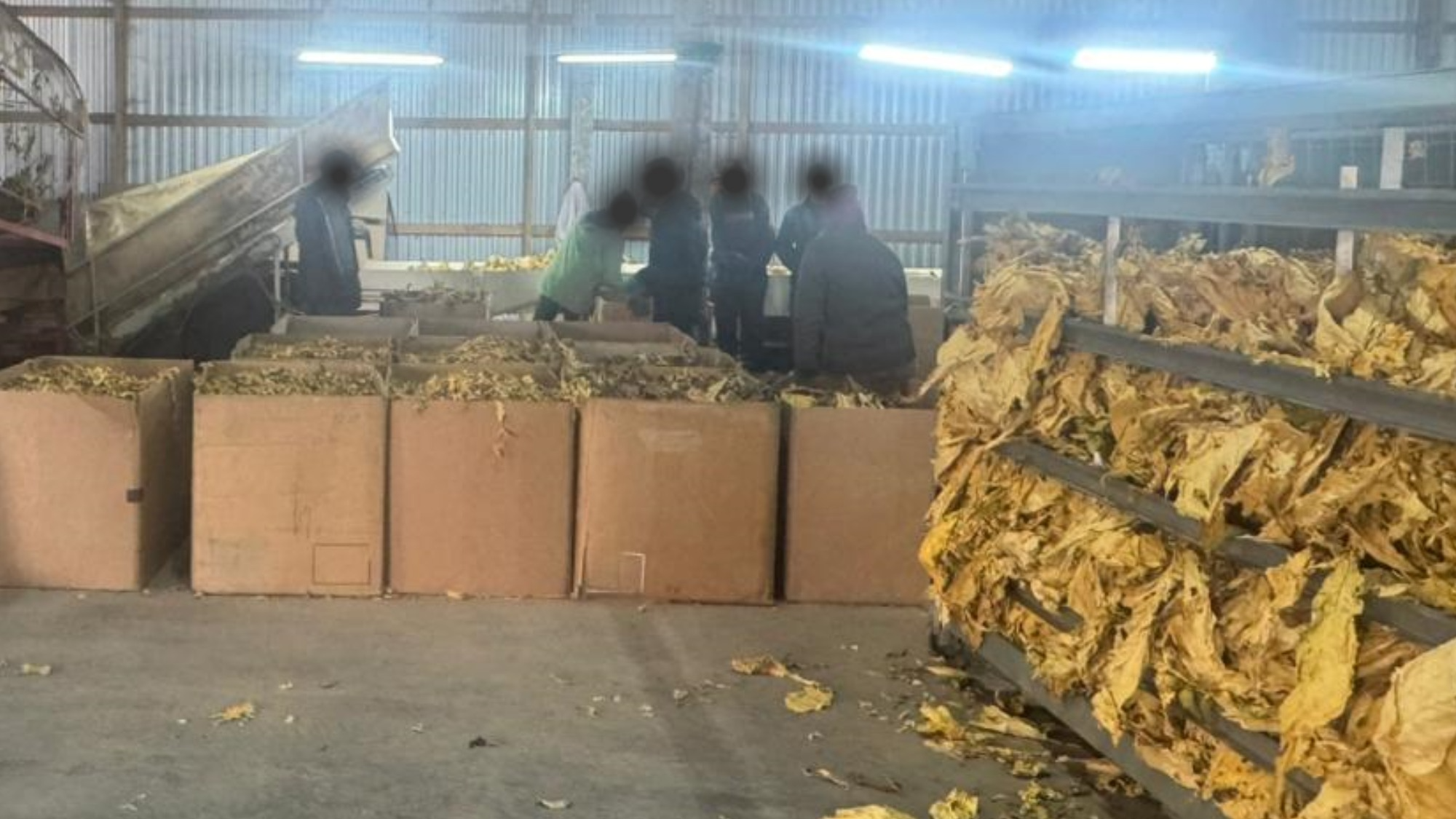 Кому належить «імперія»: на Волині розслідують справу незаконного виробництва тютюну