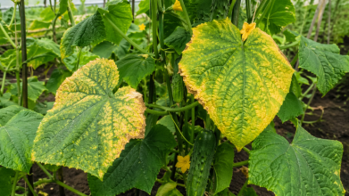 Чому жовтіють огірки і як їх врятувати