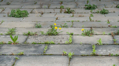 Як позбутися трави між плиткою: 4 ефективні способи