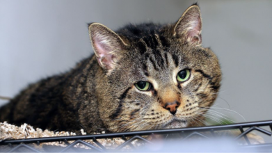 На Волині невідомі жорстоко вбили двох дорослих кішок та маленьке кошеня