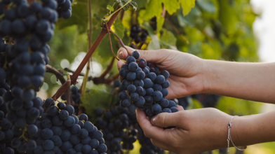 Як захистити виноград від весняних заморозків: перевірені поради