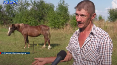 «Не здам і не продам ні за які кошти», – єдиний власник коней у селі на Волині