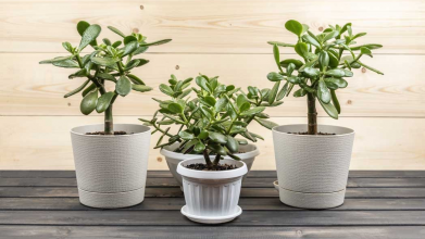 «Тихо вбиває»: чому грошове дерево не можна ставити у спальні