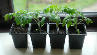 підживлення розсади, вирощування розсади