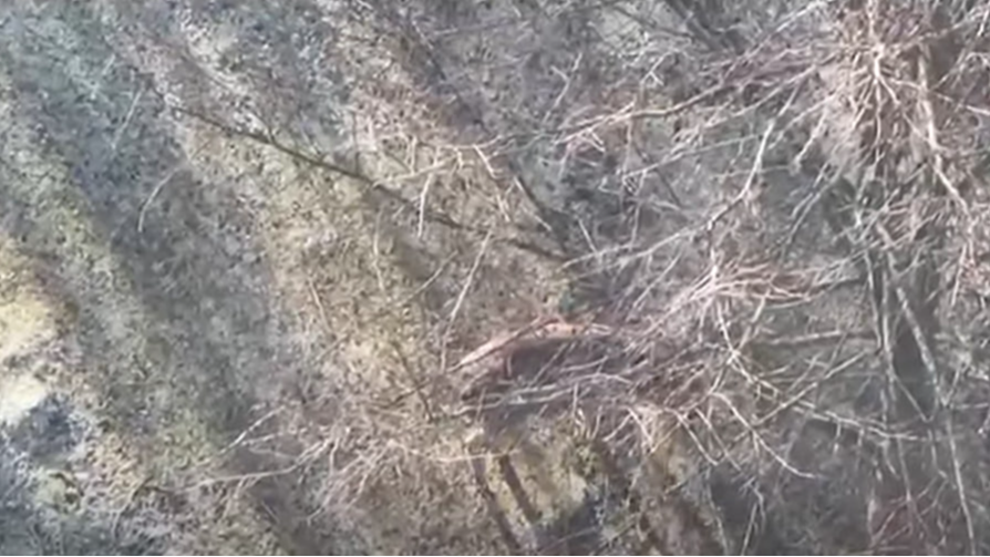 На Волині у вольєрі незаконно утримували оленів