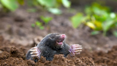 Як назавжди відлякати кротів з городу: простий спосіб