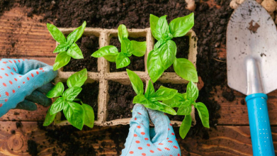 Що можна сіяти в лютому, коли сад і город під снігом: перелік овочів, ягід та квітів