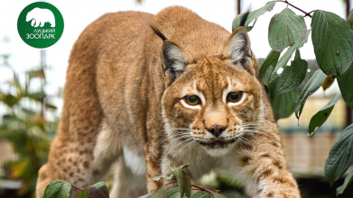 Луцький зоопарк випустив календар зі світлинами тварин на 2026 рік