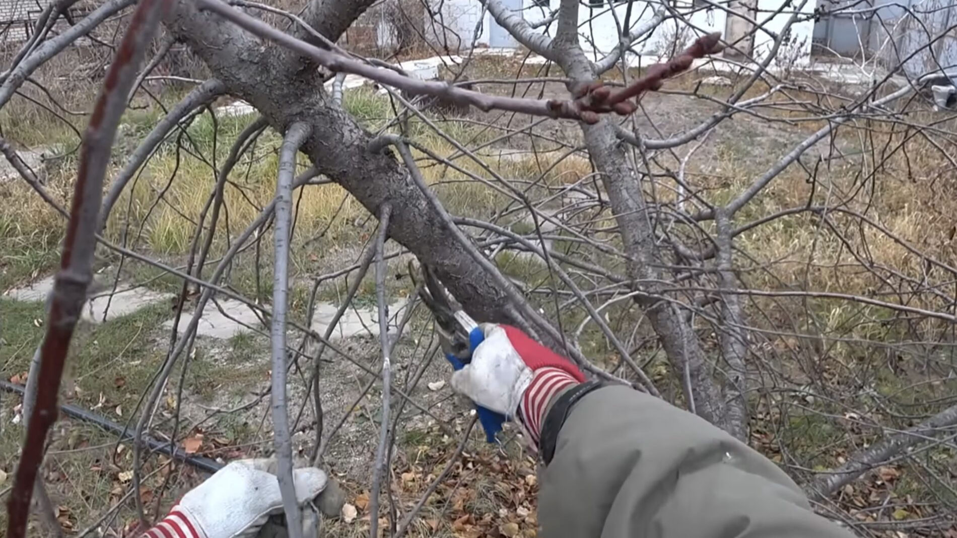 Як обрізати дерева навесні – три головні поради