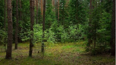 На Волині державі повернули ліс вартістю майже 10 мільйонів гривень