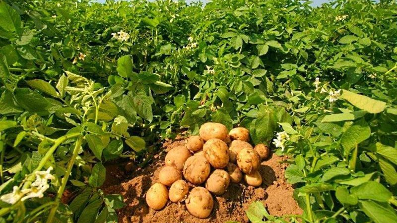 До 13 кг з куща: чим підлити під картоплю в червні, щоб отримати рекордний урожай