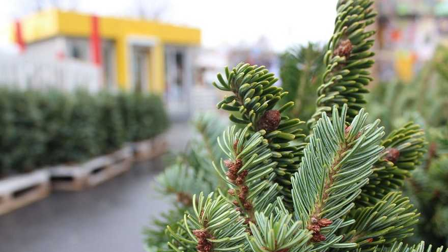Жива чи штучна – скільки коштують ялинки у місті на Воилні перед святами