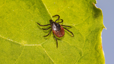 Як захиститися від кліщів без хімії: прості домашні засоби
