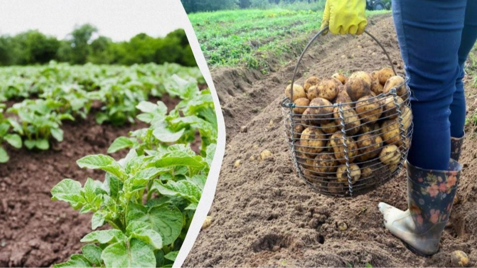 Чим підживити картоплю в червні, щоб зібрати до 13 кг з куща