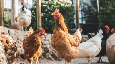 Щоб кури несли більше яєць: що обов’язково треба зробити до Великодня