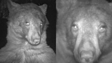 На Рівненщині завівся ведмідь: спеціалісти попереджають про небезпеку