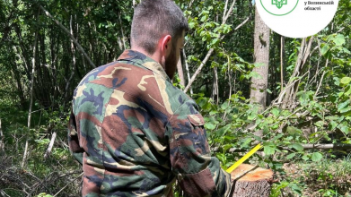 На Волині виявили масштабну незаконну вирубку дерев на майже 14 мільйонів гривень